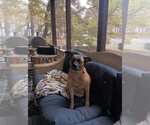 Small #9 Labrador Retriever Mix