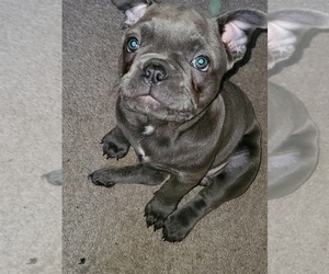 Faux Frenchbo Bulldog Puppy for sale in FALL RIVER, MA, USA