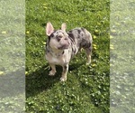 Small Photo #1 French Bulldog Puppy For Sale in MUNSTER, IN, USA