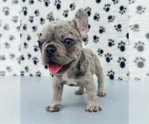 French Bulldog Puppy for sale in HIGHLAND PARK, IL, USA