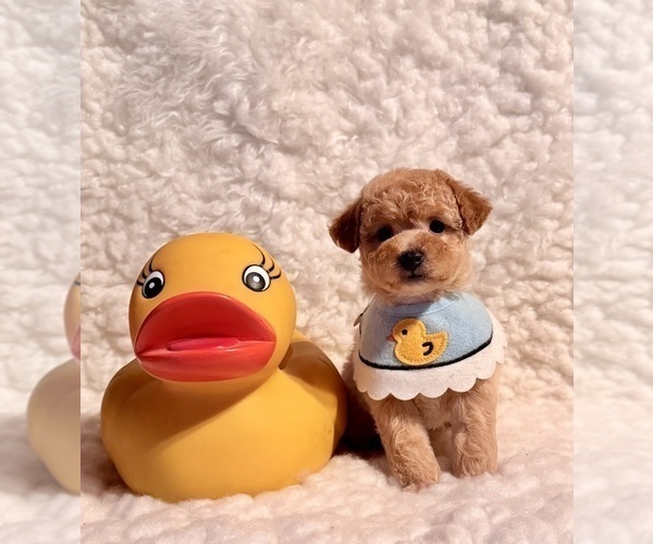 Medium Photo #5 Poodle (Toy) Puppy For Sale in REDLANDS, CA, USA