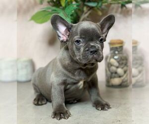 French Bulldog Puppy for sale in MEADOWVIEW, VA, USA
