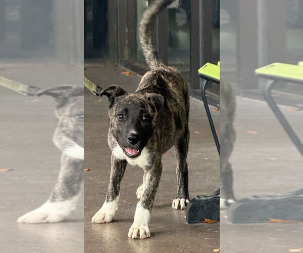 Medium Photo #2 Mutt Puppy For Sale in Royal Palm Beach, FL, USA