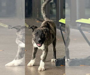 Lucy - Female Mutt Dog for Adoption - Photo #2