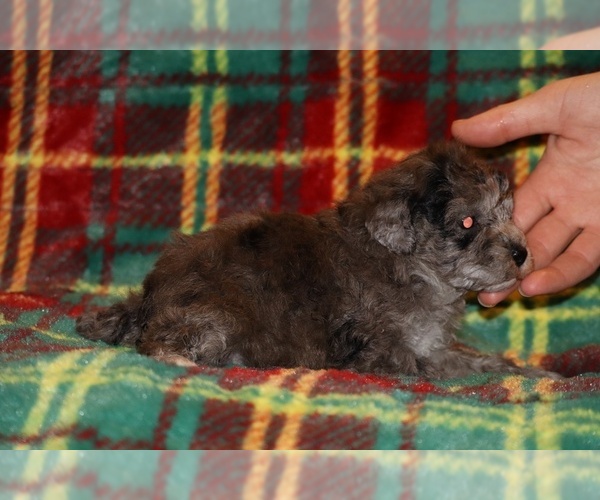 Medium Photo #4 Poodle (Toy) Puppy For Sale in DYERSBURG, TN, USA