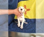 Small Photo #7 Dogo Argentino Puppy For Sale in ALBUQUERQUE, NM, USA