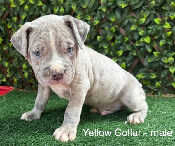 Medium Photo #1 American Bully Puppy For Sale in INDIAN TRAIL, NC, USA