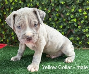 American Bully Puppy for sale in INDIAN TRAIL, NC, USA