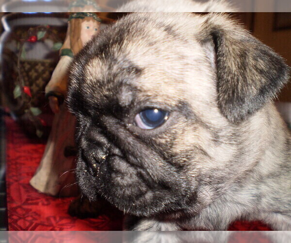 Medium Photo #5 Pug Puppy For Sale in NEW CASTLE, IN, USA
