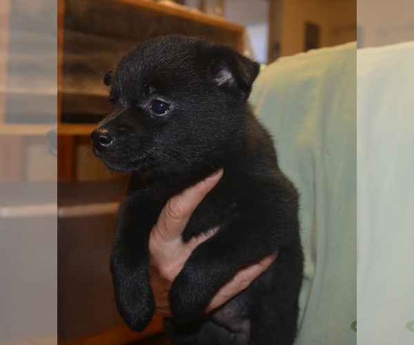 Medium Photo #6 Schipperke Puppy For Sale in SEYMOUR, MO, USA