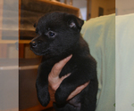 Small Photo #6 Schipperke Puppy For Sale in SEYMOUR, MO, USA