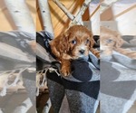Small #3 Cavapoo (Miniature)