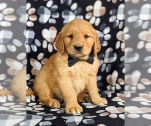 Golden Retriever Puppy for sale in OXFORD, PA, USA