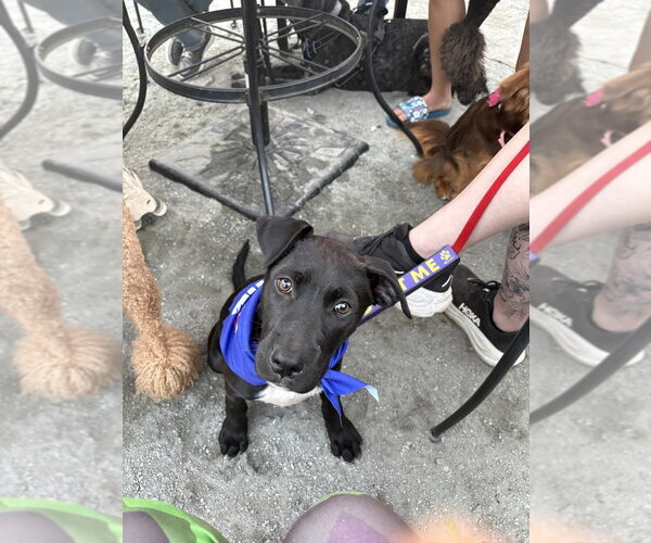 Medium Photo #8 Mutt Puppy For Sale in Imlay City, MI, USA