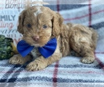 Small Photo #7 Cocker Spaniel-Poodle (Miniature) Mix Puppy For Sale in CEDAR LANE, PA, USA