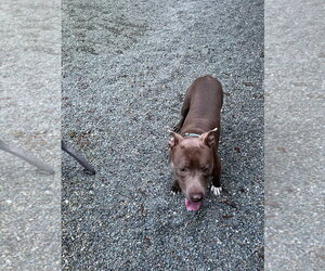 ALLEN J - Male Mutt Dog for Adoption - Photo #6