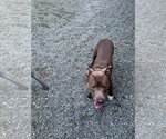 Small Photo #6 Mutt Puppy For Sale in Woodland Hills, CA, USA