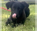 Small #3 Labrador Retriever Mix