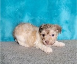 Small Photo #13 Havanese Puppy For Sale in SHAWNEE, OK, USA