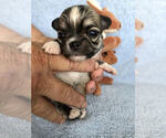 Small Photo #2 Chihuahua Puppy For Sale in NEWVILLE, PA, USA