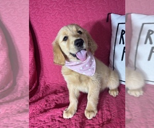 Golden Retriever Puppy for sale in GREENFIELD, IN, USA