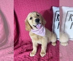 Small Golden Retriever