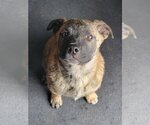 Small Photo #1 Mastiff Puppy For Sale in Laramie, WY, USA