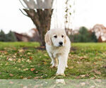 Small #8 Golden Retriever