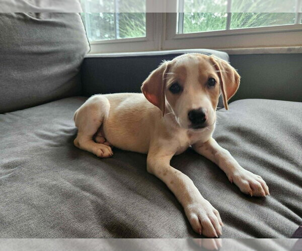 Medium Photo #1 Mutt Puppy For Sale in Springdale, PA, USA