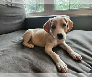 Mutt Dogs for adoption in Springdale, PA, USA
