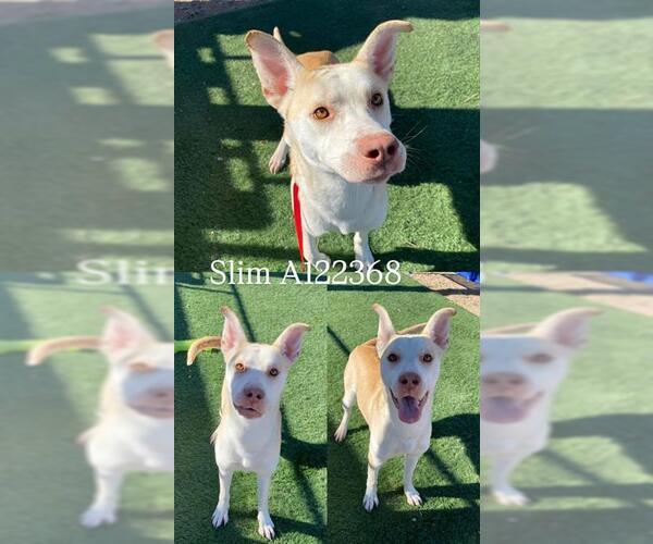 Medium Photo #1 German Shepherd Dog Puppy For Sale in HESPERIA, CA, USA