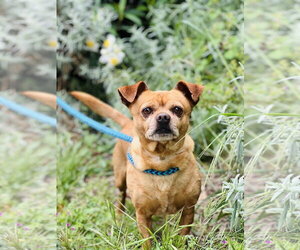 Squirtle - Male Chihuahua Dog for Adoption - Photo #2