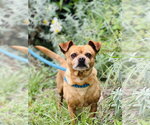 Small Photo #2 Chihuahua Puppy For Sale in Salinas, CA, USA