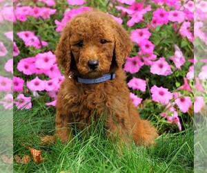 Poodle (Standard) Puppy for sale in FREDERICKSBG, OH, USA
