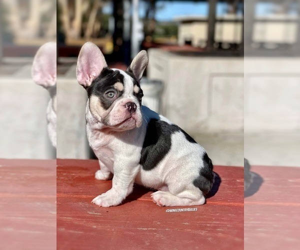 Medium Photo #1 French Bulldog Puppy For Sale in LOMPOC, CA, USA