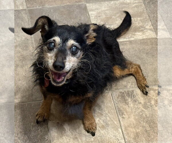 Medium Photo #13 Chihuahua-Unknown Mix Puppy For Sale in Fargo, ND, USA