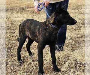 The River Pups - Cotton in NM fka Echo - Female Holland Shepherd-Unknown Mix Dog for Adoption - Photo #7
