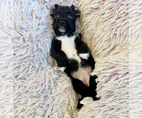 Medium Photo #14 Mutt Puppy For Sale in Houston, TX, USA