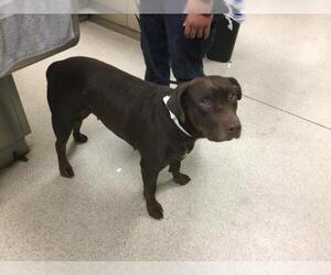 Doberman Pinscher-Unknown Mix Dogs for adoption in Riverside, CA, USA