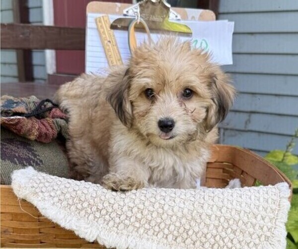 Medium Photo #1 Yorkshire Terrier Puppy For Sale in THORP, WI, USA