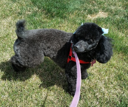 Medium Photo #1 Poodle (Miniature) Puppy For Sale in WESTMINSTER, CO, USA