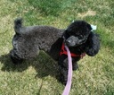 Small Photo #1 Poodle (Miniature) Puppy For Sale in WESTMINSTER, CO, USA