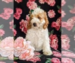 Small Photo #3 Cocker Spaniel-Poodle (Miniature) Mix Puppy For Sale in LEOLA, PA, USA