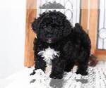 Small Photo #2 Cavachon Puppy For Sale in NAPLES, FL, USA