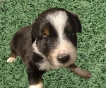 Small Photo #65 Australian Shepherd Puppy For Sale in SYLVA, NC, USA