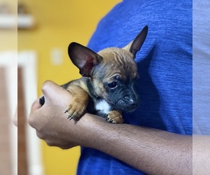 Chihuahua Puppy for sale in FLOWOOD, MS, USA