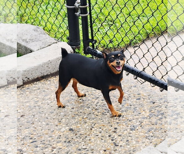 Medium Photo #1 Miniature Pinscher Puppy For Sale in Perth Amboy, NJ, USA