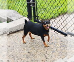 Small Miniature Pinscher