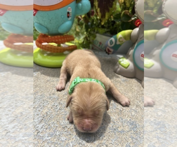 Medium Photo #5 Golden Retriever Puppy For Sale in NEOLA, WV, USA