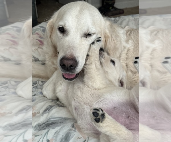 Medium Photo #1 English Cream Golden Retriever Puppy For Sale in HOLLY SPRINGS, NC, USA